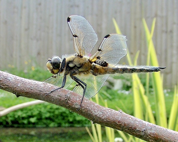 four-spotted chaser
